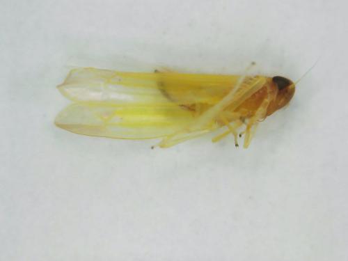 Typhlocybinae