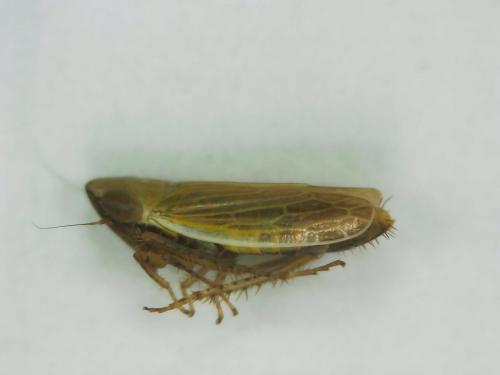 Réf. 313 853 : Arthaldeus pascuellus