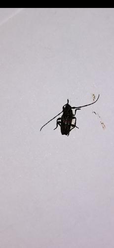Pogonocherus sp.