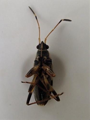 Beosus maritimus