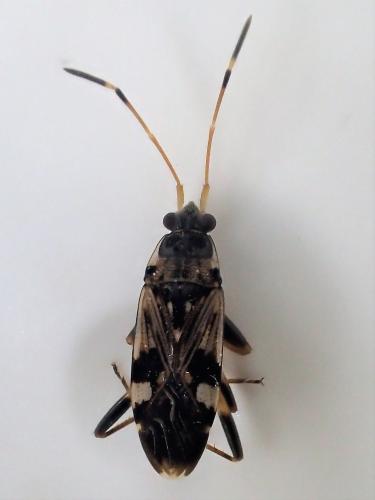 Beosus maritimus