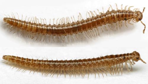 Xylophageuma zschokkei
