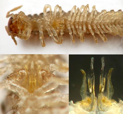 Xylophageuma zschokkei