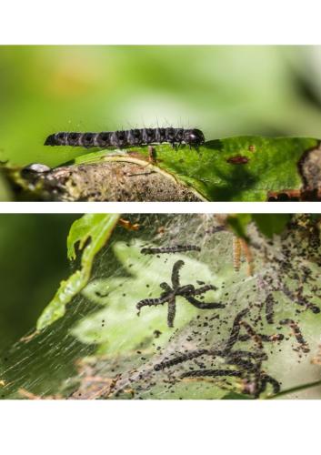 Réf. 313 446 : Yponomeuta sp.