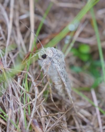 Réf. 313 836 : Polymixis flavicincta