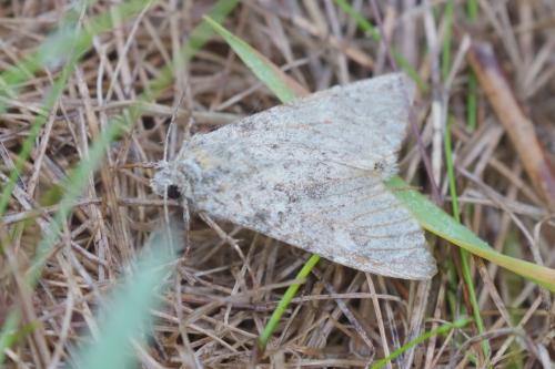 Réf. 313 835 : Polymixis flavicincta