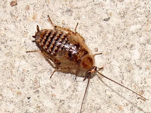 Réf. 313 779 : Ectobius sp.