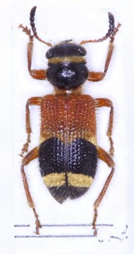 Clerus klapperichi