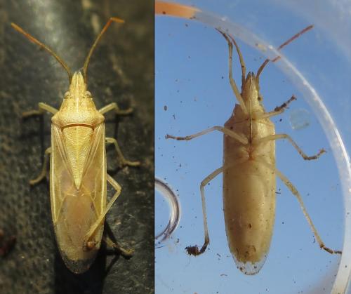 Mecidea lindbergi