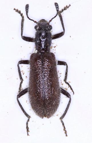 Pieleus irregularis