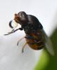 313763 – Photo : Jean-Michel GAREL – France (89)