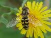 313264 – Photo : BourrinOman – France (83)