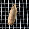 313422 – Photo : Cédric Mondy – France (94)
