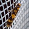 313285 – Photo : Cédric Mondy – France (94)