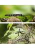 313446 – Photo : Daniel Ventard – France (71)
