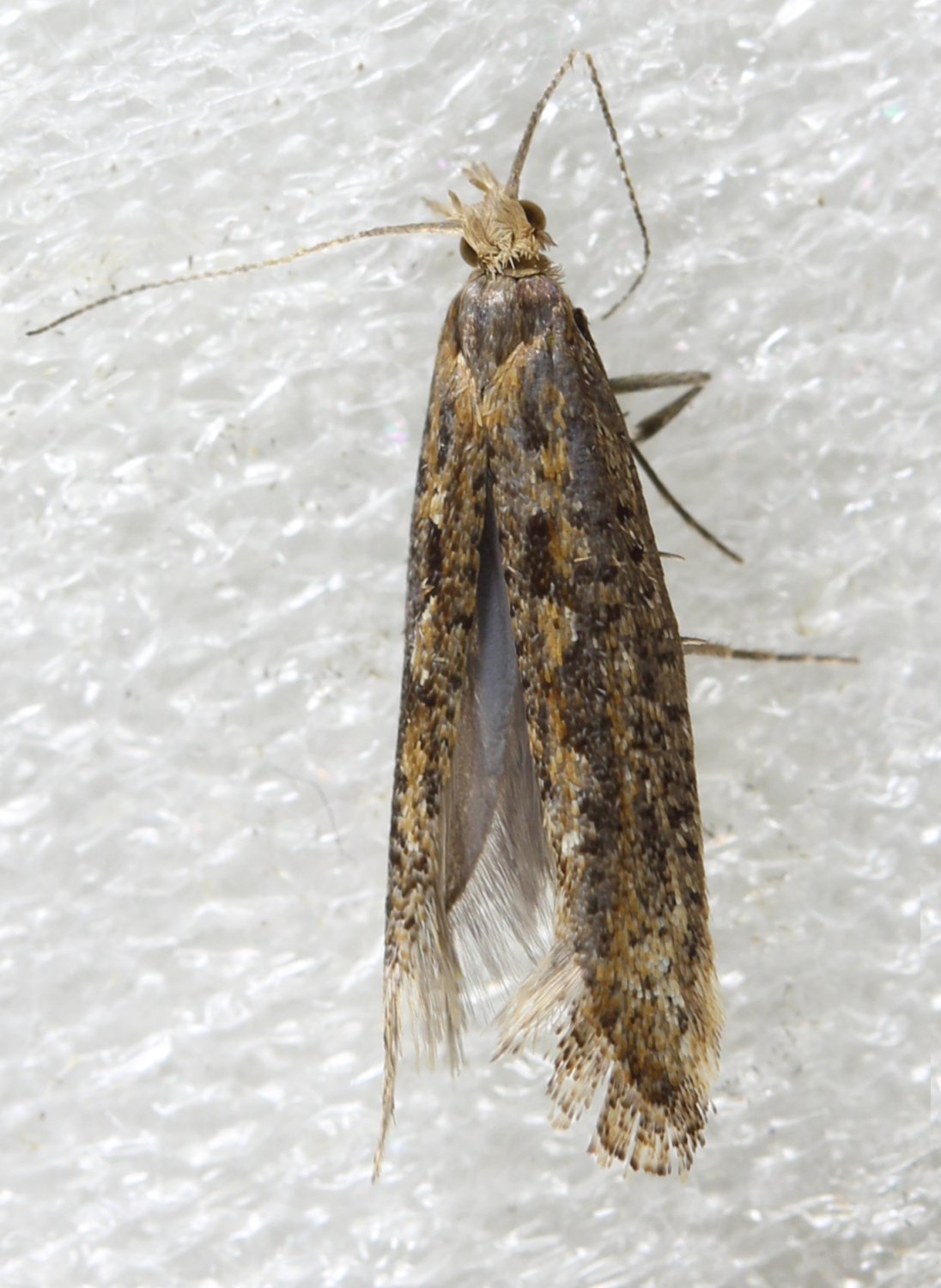 Réf. 313834 — INSECTA > Lepidoptera > Plutellidae > Plutella (Plutella ...