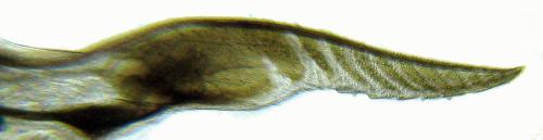 Réf. 314 021 : Strongylogaster filicis