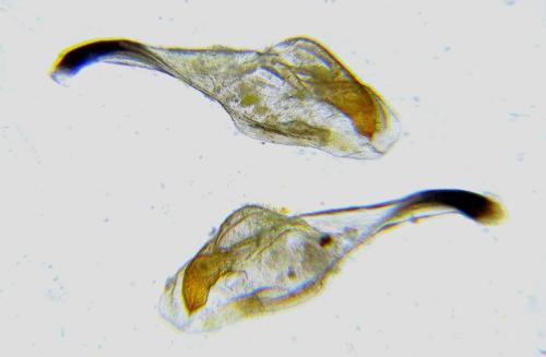 Réf. 314 375 : Pristiphora mollis
