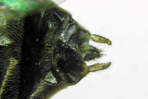 Réf. 314 411 : Pristiphora mollis