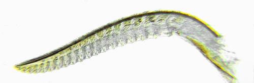 Empria candidata
