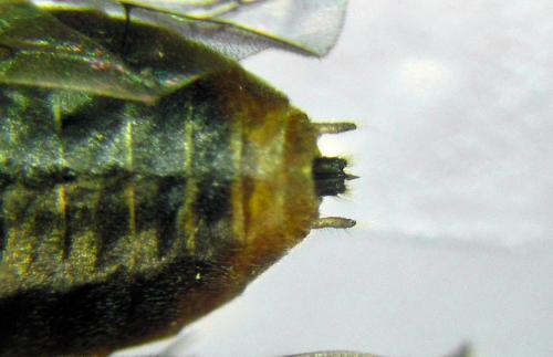 Euura krausi
