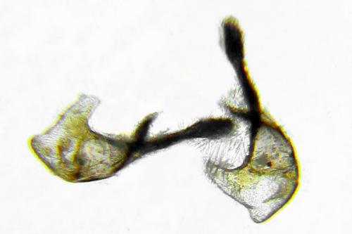 Réf. 314 531 : Claremontia alternipes