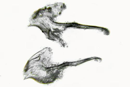 Réf. 314 688 : Athalia lugens