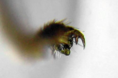 Réf. 314 038 : Dulophanes morio