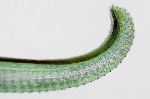 Trichiosoma vitellina