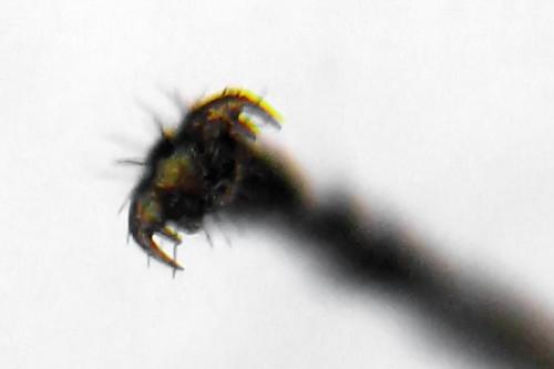 Réf. 314 757 : Dulophanes morio