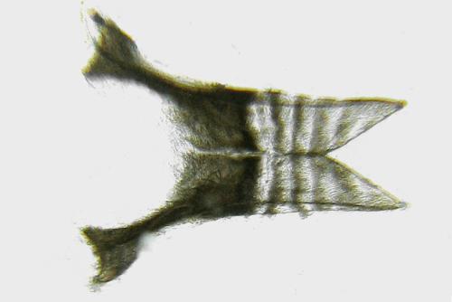 Dulophanes morio
