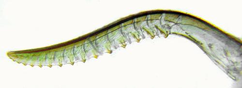 Rhogogaster scalaris