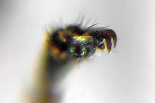 Stauronematus platycerus