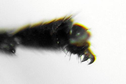 Stauronematus platycerus