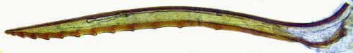 Cephus brachycercus