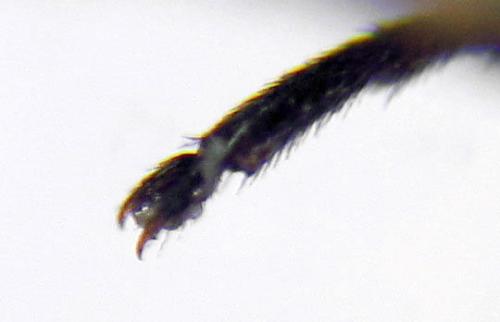 Réf. 314 237 : Cephus brachycercus