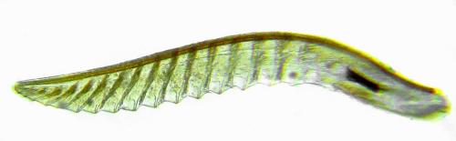 Réf. 314 357 : Eutomostethus ephippium