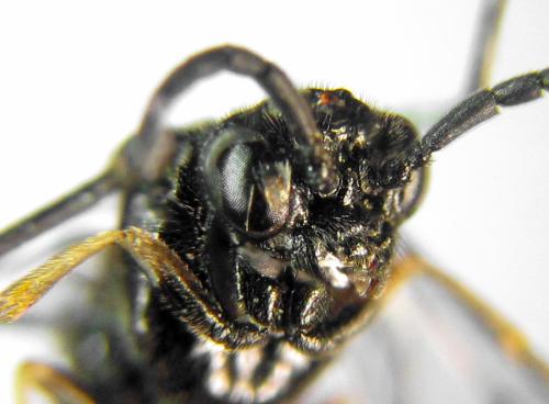 Claremontia alternipes