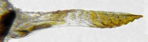 Aneugmenus coronatus