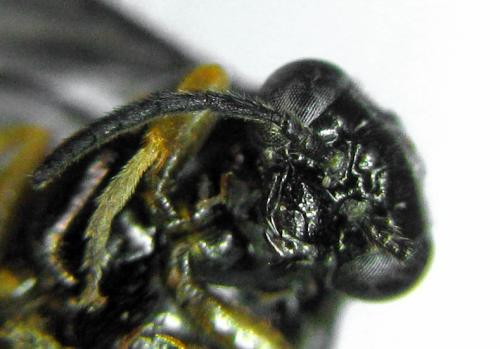 Réf. 314 758 : Dulophanes morio