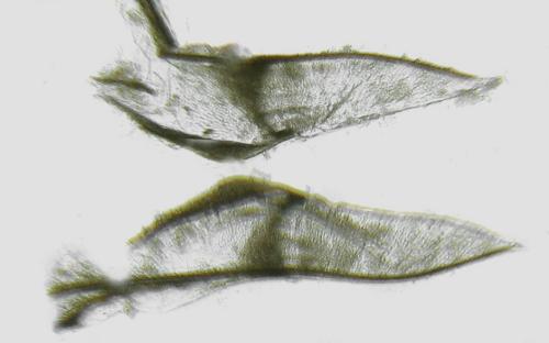 Dulophanes morio