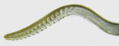 Caliroa tremulae