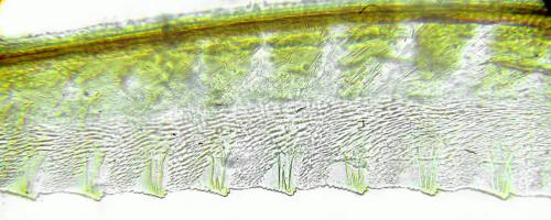 Empria candidata