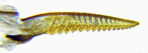 Stauronematus platycerus