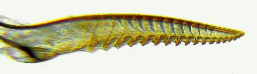 Stauronematus platycerus