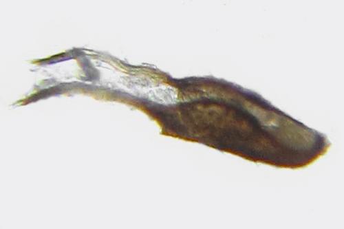 Cephus brachycercus