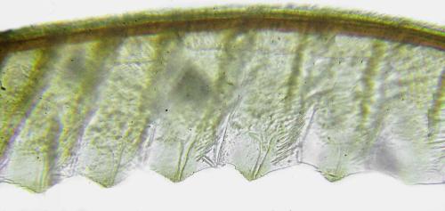 Réf. 314 358 : Eutomostethus ephippium