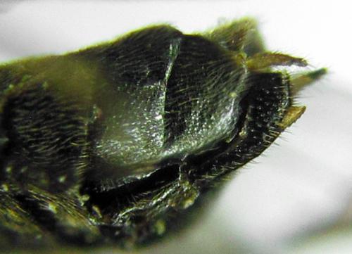 Réf. 314 412 : Pristiphora mollis