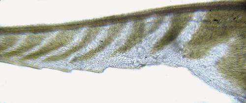 Strongylogaster filicis