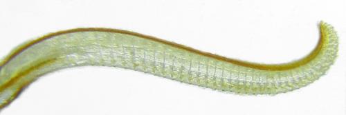 Trichiosoma vitellina